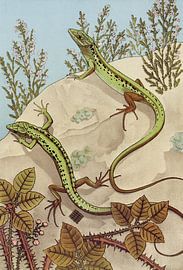 Lézard, Maurice Pillard Verneuil