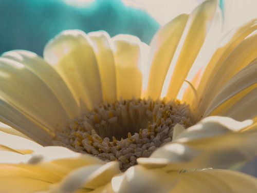 Gerbera / Bloem / Bloemblaadjes / Natuur / Licht / Oranje / Geel / Wit / Bruin / Close-Up Macro