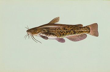 Bruine dwergmeerval (Brown bullhead fish)
