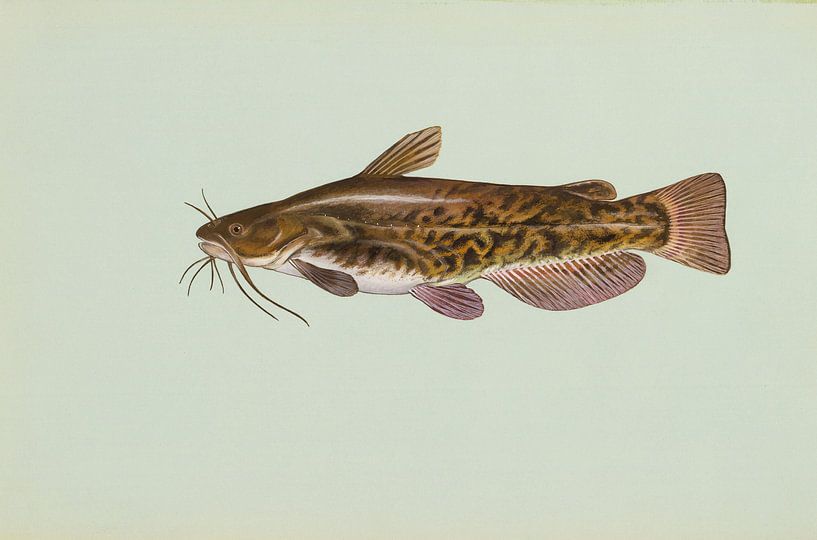 Bruine dwergmeerval (Brown bullhead fish) van Fish and Wildlife