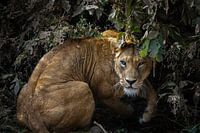 Leeuw zit verscholen in een bosje in Ngorongoro, Tanzania