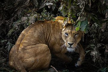 Un lion se cache dans un buisson à Ngorongoro, en Tanzanie. sur Ruben Bleichrodt