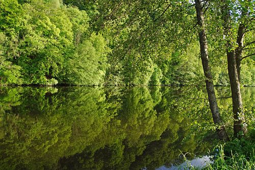 Baumreihe über und unter Wasser