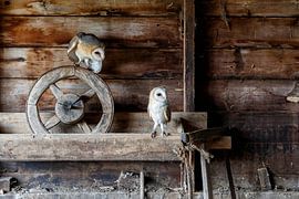 couple de chouettes dans une vieille grange sur Henk Bogaard