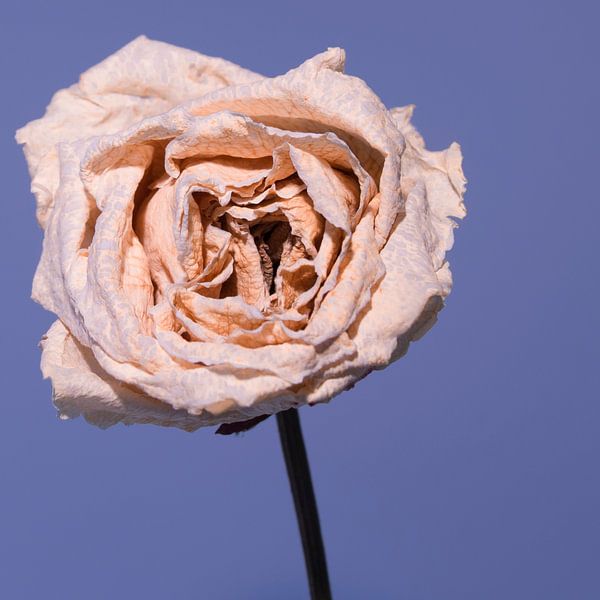 uitgebloeide roze roos met blauwe achtergrond van arjan doornbos