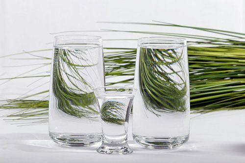 Gras in water