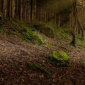 Het mooie duistere woud by Bjorn Dockx