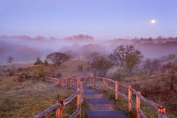 Footpath with stairs in the dunes at a misty morning, Noord-Holland, The Netherlands by Nature in Stock