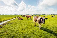 Koeien in een Nederlands polderlandschap van Ruud Morijn thumbnail