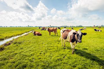 Vaches dans un paysage de polders néerlandais