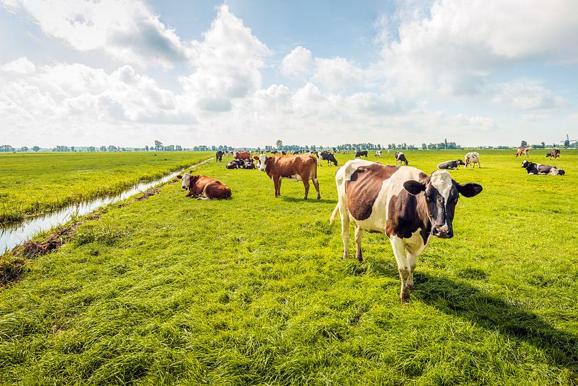 Koeien in een Nederlands polderlandschap van Ruud Morijn