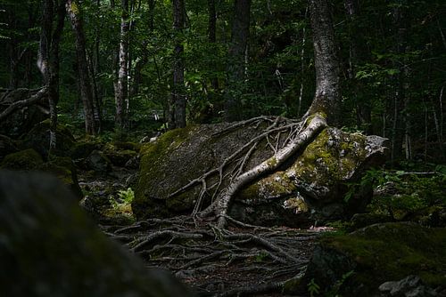 Eine gewundene Baumwurzel in Neuschottland