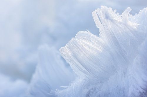 De baard van Koning Winter