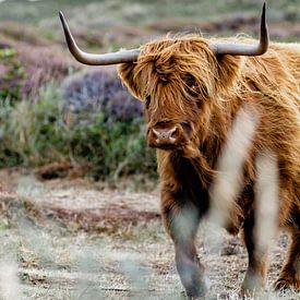 Le Highlander de Texel sur Kevin van den Hoven