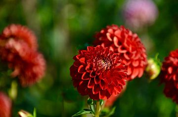 Gorgeous Red Bol Dahlia van Through Kristels Lens
