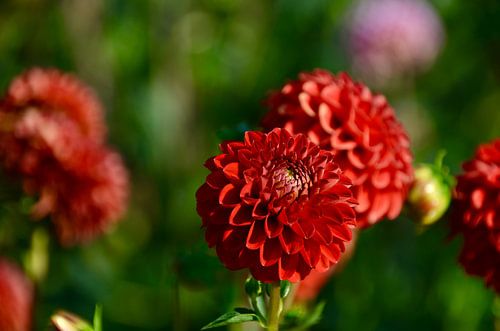 Gorgeous Red Bol Dahlia