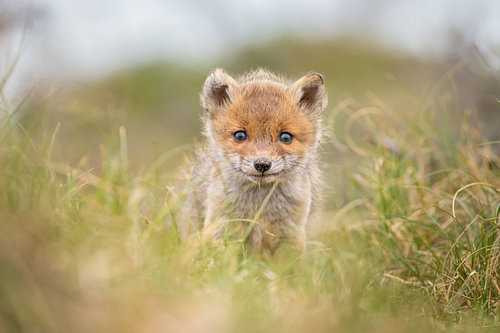 Face to face with a fox cub by Menno Schaefer