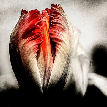 Tulp met een extra dimensie. van Dick Jeukens