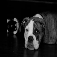 Hond met speelgoed