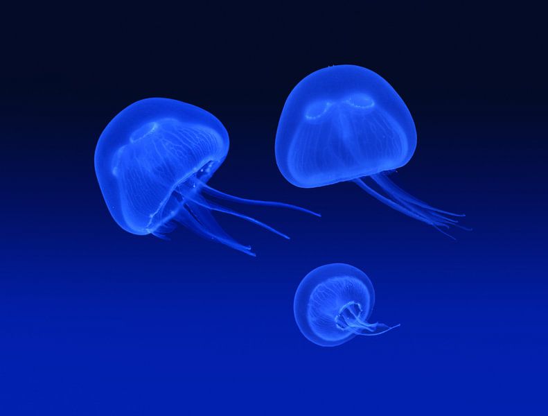 Floating jellyfish by Volker Banken