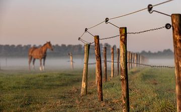 Paard in de wei met ochtenddauw 2 van Percy's fotografie