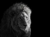 Portret van Simba, James Cai van 1x thumbnail