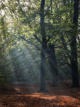 Het begin van de herfst