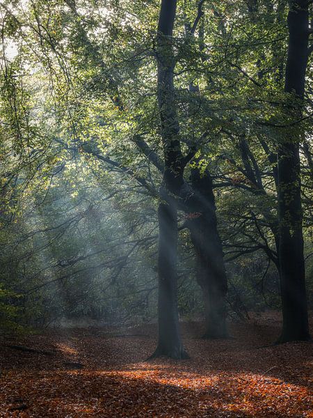 Le début de l'automne par Mart Houtman