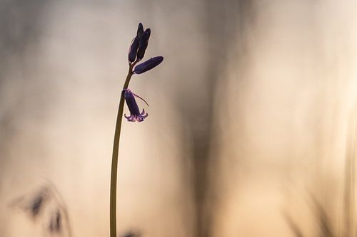 A silhouette of a blue wood hyacinth