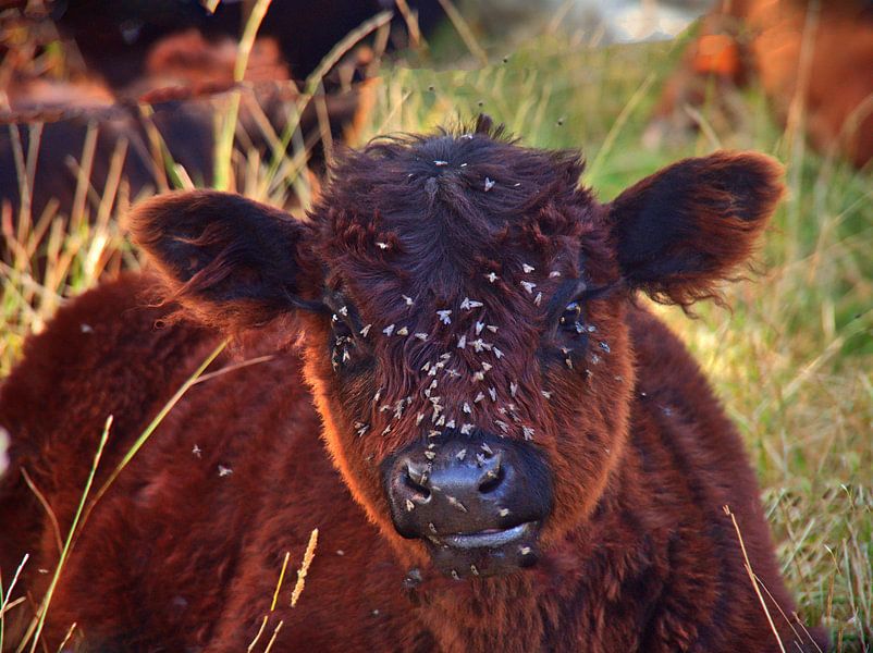 Veau Galloway avec mouches par Edgar Schermaul