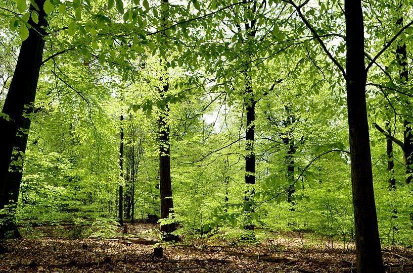 Wald im Frühling von Corinne Welp