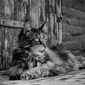 Françoise Somers photo de profil