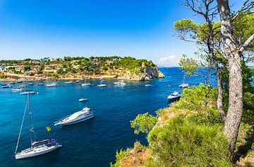 Picturesque view of luxury yachts at coast of Portals Vells by Alex Winter