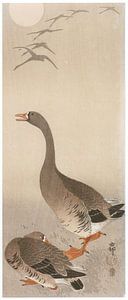 Ohara Koson - Blässgans mit Mond (bearbeitet)