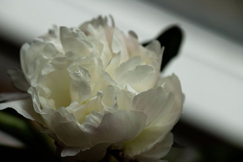 Peony white