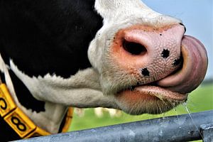 Versprecher der Sprache