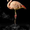 Flamingo van Guido Heijnen