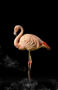 Flamingo van Guido Heijnen