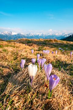 Crocus au printemps sur la Hörnerkette dans l'Allgäu sur Leo Schindzielorz