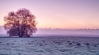Winterse zonsopgang over de Brabantse weilanden van Wouter Vriens thumbnail