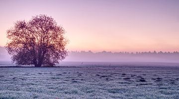 Winterse zonsopgang over de Brabantse weilanden van Wouter Vriens