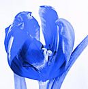 Tulp blauw par Jessica Berendsen Aperçu