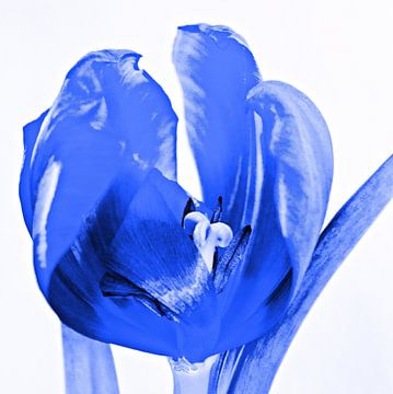 Tulp blauw by Jessica Berendsen