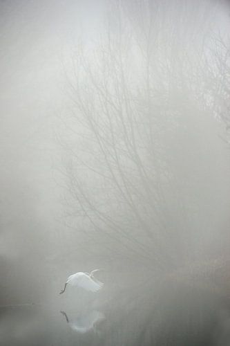 Great egret in the fog by Erik van Velden