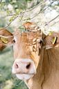 Limousin koe portret in de natuur | Dierenfotografie wall art van Milou van Ham thumbnail
