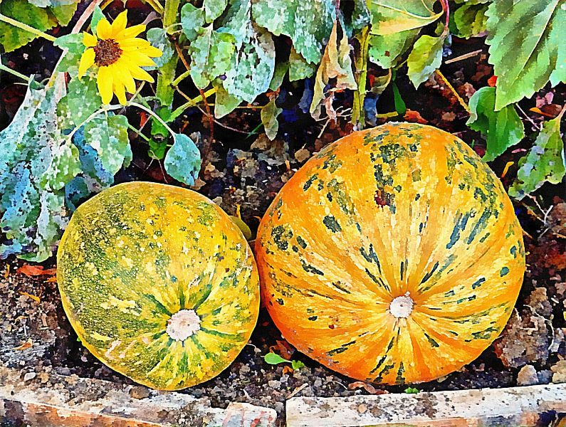 Watching Over Pumpkins by Dorothy Berry-Lound