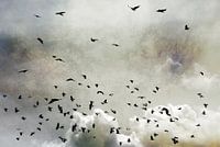Wings (gezien bij vtwonen)
