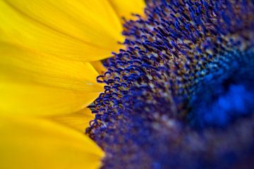 Close-up Sunflower sur Vincent van den Hurk