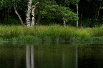 Drents vennetje