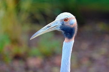 De saruskraanvogel (Antigone antigone)